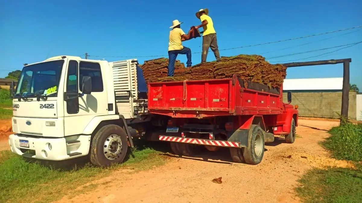 Descarregamento de grama do caminhão
