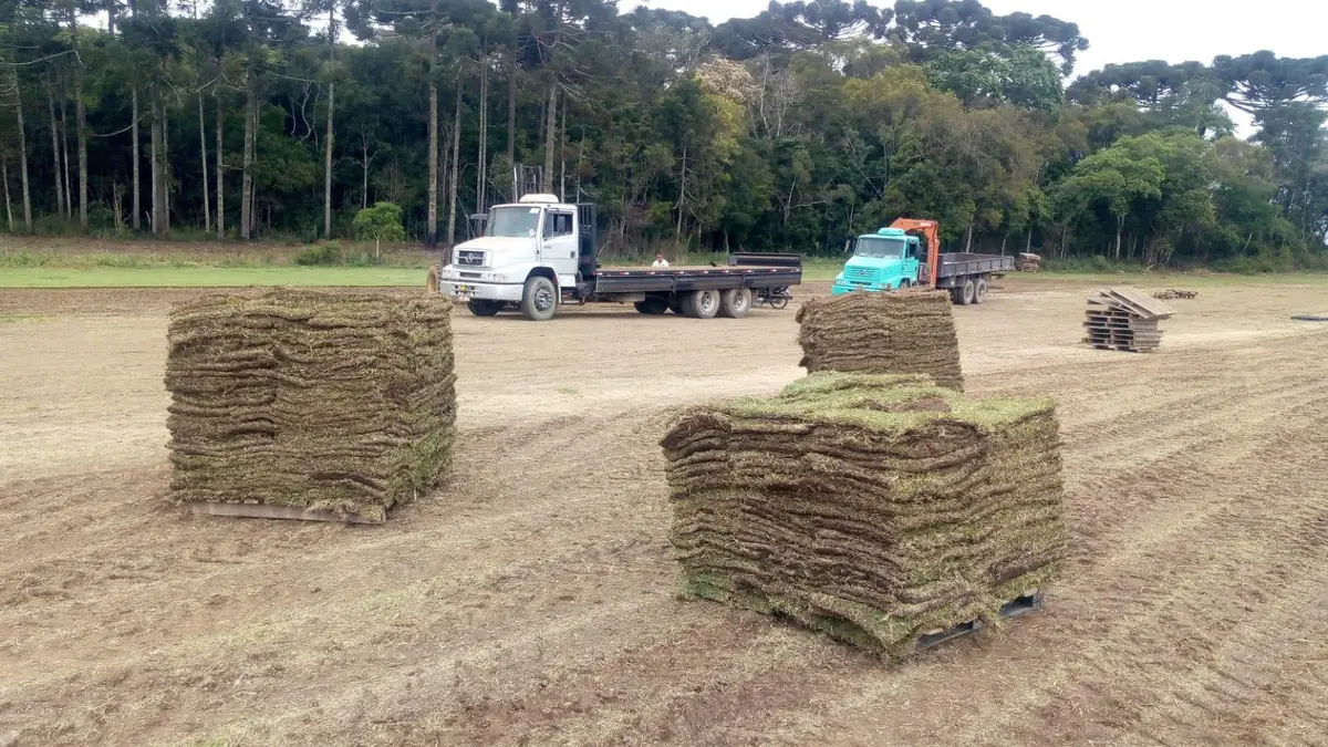 Paletes de grama prontos para carregar